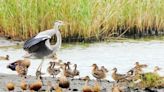 竹市秋水鳥季登場 蒼鷺現身金城湖