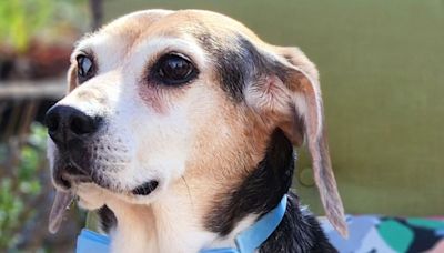 Se terminaron los aullidos de Buddy Mercury, el perro pianista