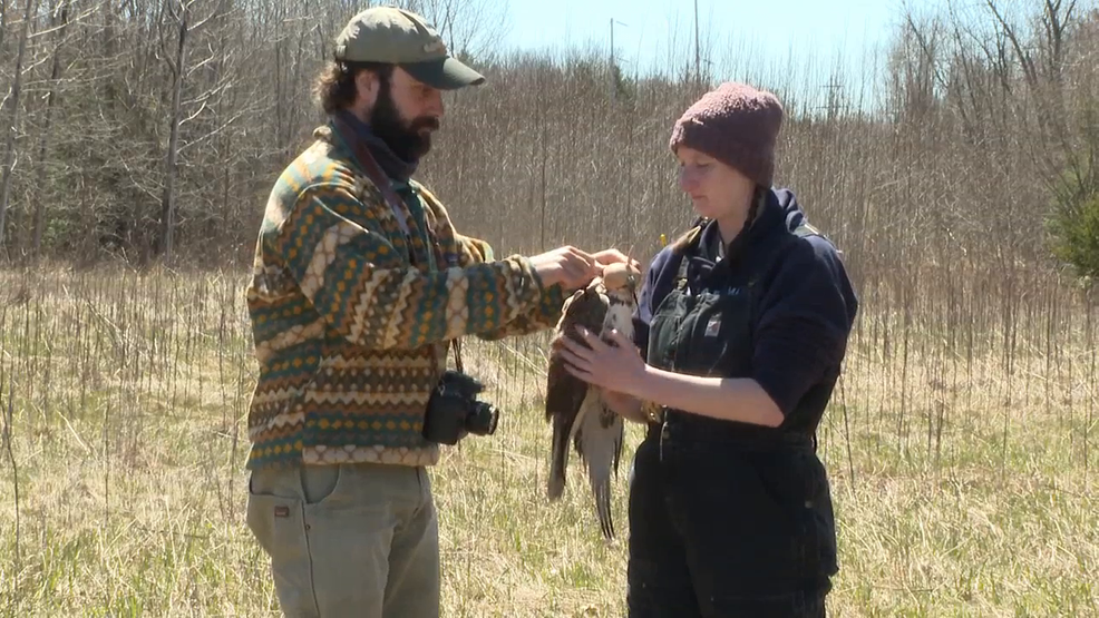 Tracking hawk migration across the Mackinac straits: Local group's insight into patterns