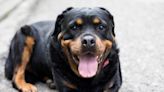 'I lived that Rottweiler life' & it was tough, plus other breeds I wouldn't own