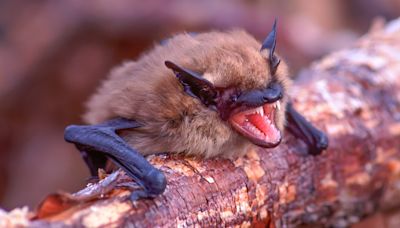 Bats with rabies found in St. Louis County