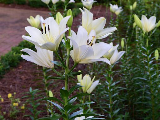 Lilies bring color and fragrance to the garden