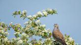 Turtle dove hunting ban boosts western European population by 25%