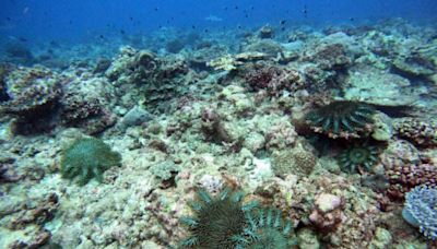 東沙環礁「棘冠海星」大爆發 最嚴重區域已9成珊瑚死亡