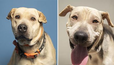 Arizona Humane Society waives adoption fees for large-breed dogs