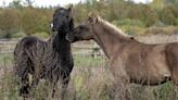 La raza de caballos que pone en duda la teoría de que estos animales llegaron a América con los colonizadores europeos