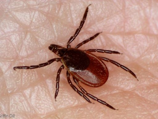 Researchers launching tick study after record year for Lyme disease