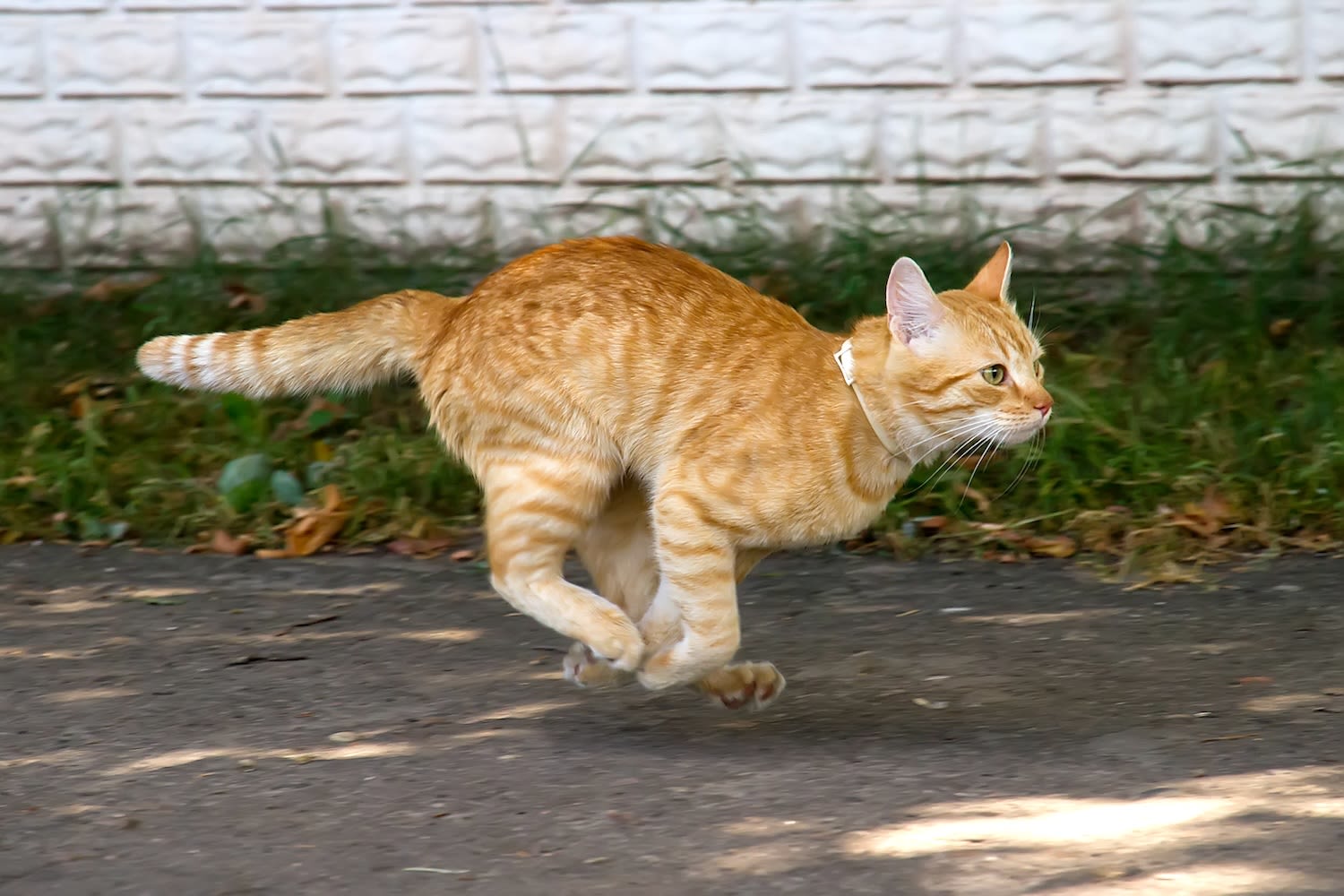 Cat heads out on a POV adventure