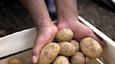 #GoodNews: Canadian Farmer With Huge Surplus Donates Millions Of Potatoes | 98.1 KDD | Keith and Tony
