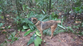 ¿Dónde está Wilson? El perro que ayudó en la búsqueda de los niños desaparecidos en la selva colombiana