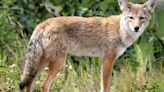 Sullivan's Island coyotes, Lowcountry Splash, Dorchester sand | Letters