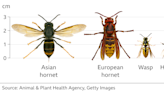 Why are there so many Asian hornets?