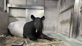 不只英雄！動物園「去年也有馬來貘病死」 電風扇＋冰塊降溫也沒用