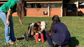 Bezerro que passou por cirurgia inusitada para começar a andar morre de pneumonia | Passo Fundo