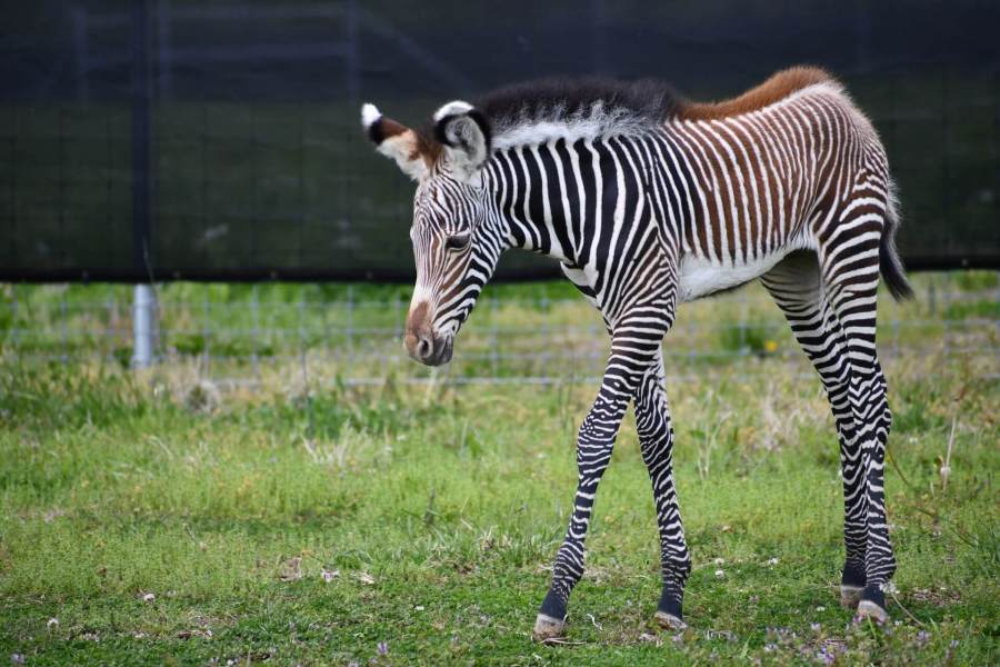 Saint Louis Zoo celebrates birth of Grevy’s zebra foal Roxie