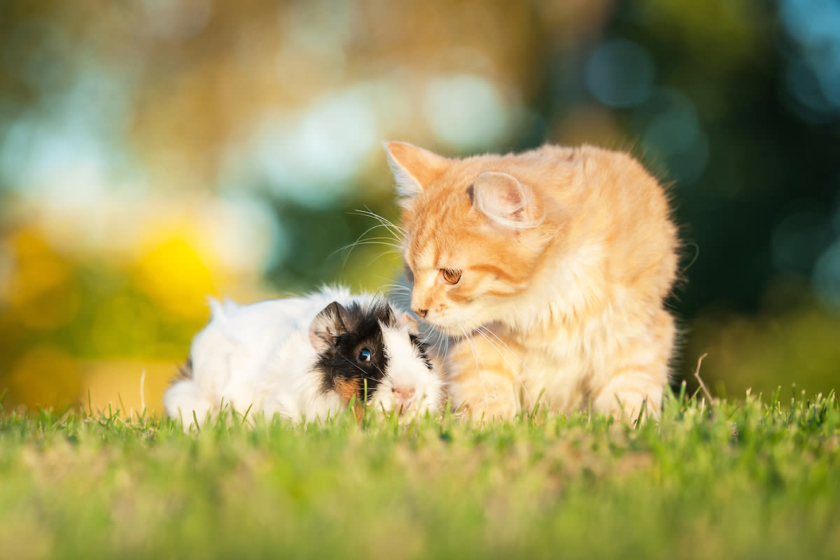 Maine Coon Cat's Love for His Guinea Pig Brother Is Too Sweet to Resist