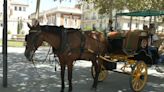Olas de calor en Sevilla: pausas a mediodía y más fuentes para proteger a los caballos de las calesas