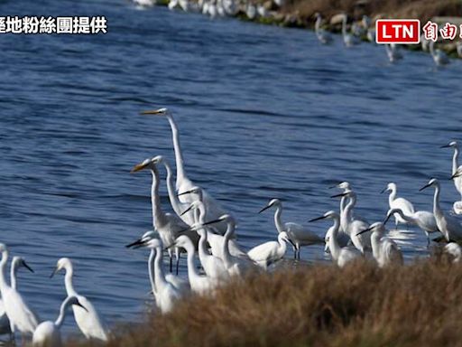 驚喜！嘉義布袋、鰲鼓溼地 黑面琵鷺滯留逾40隻(鰲鼓溼地粉絲團提供/民眾提供) - 自由電子報影音頻道