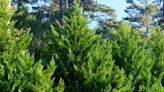 Which 7 Types of Cypress Are Best to Grow?