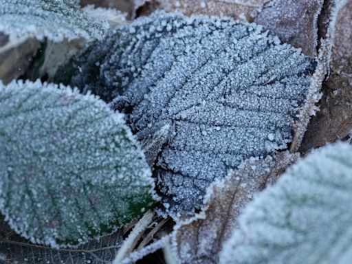 Frost advisories in effect across New Brunswick