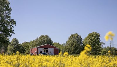 American Farmers’ Next Hot Commodity Is Canola for Biofuels