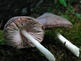 Psilocybin mushroom