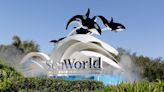 Li'i, dolphin who shared tank with Lolita, moves from Seaquarium to SeaWorld San Antonio