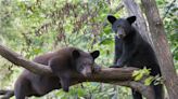 Wildlife Center Staff Prepares To Release Rescued Bear Cubs This Spring