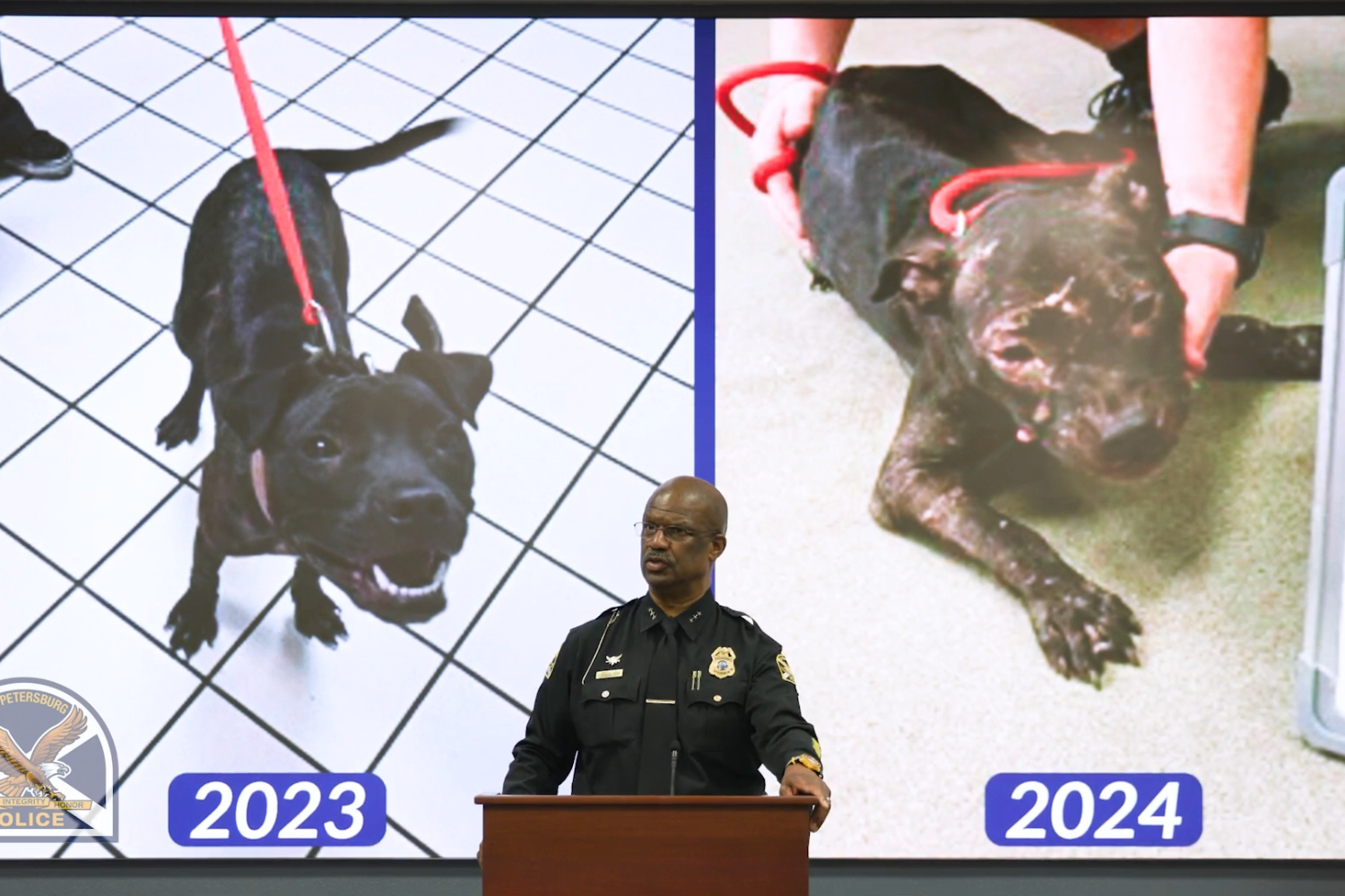 Battle-scarred pups rescued as 100-strong Florida dog fighting ring busted