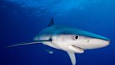 Experts from Minorities in Shark Sciences Share Their Most Shocking Shark Facts