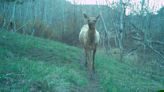 Hiking, biking causes elk, bears to flee