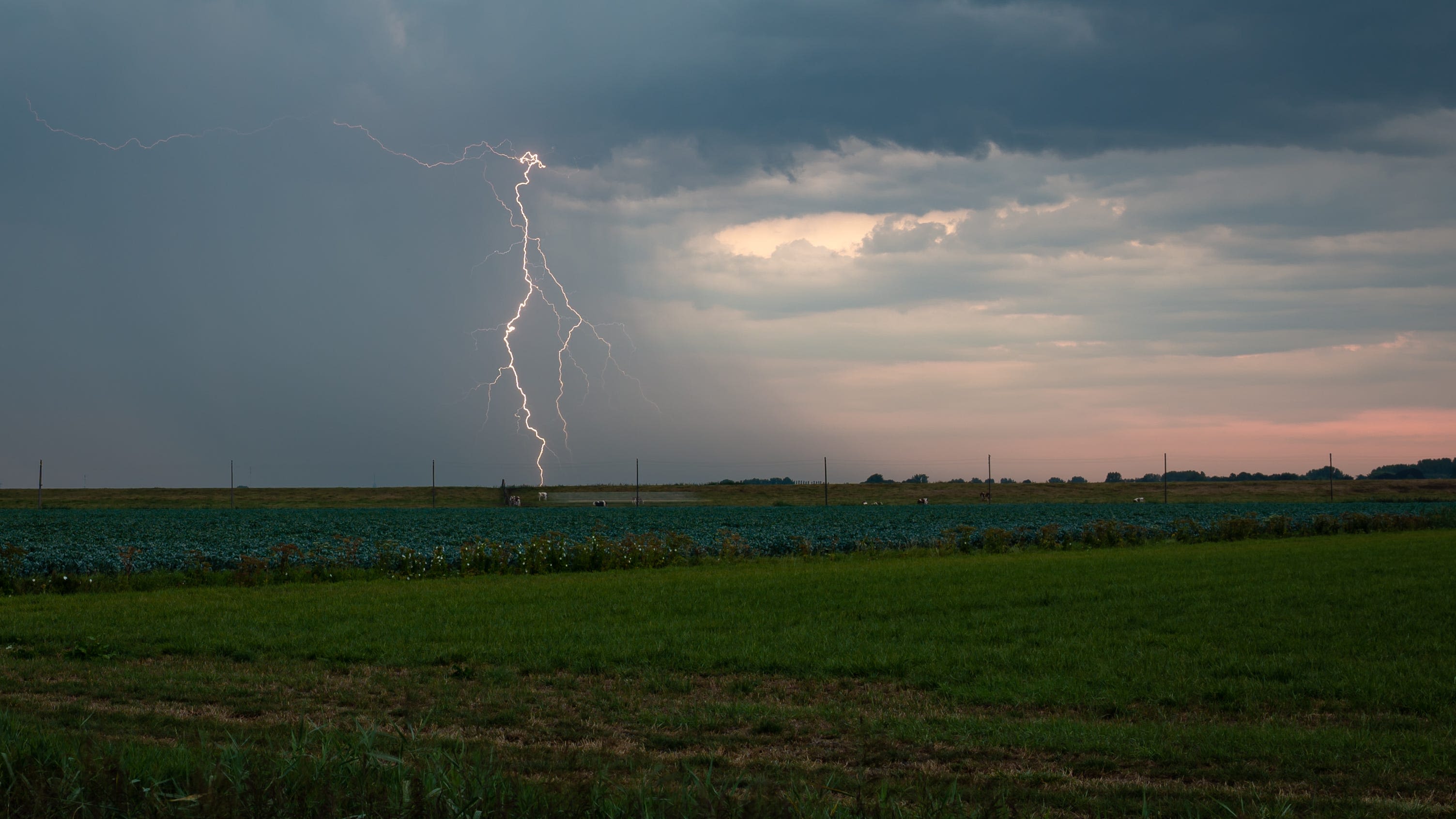 Lightning strike kills Colorado cattle rancher, 34 of his herd; wife, father-in-law survive