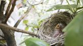 How to Keep Birds Off Your Porch