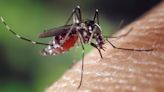 Active Fit: Mosquito- and tick-borne illnesses