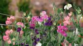 How To Grow And Care For Sweet Pea Flowers