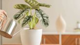 10+ Tips on How to Care For Your Houseplants
