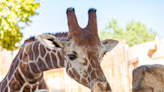 Kansas City Zoo Welcomes Precious New Baby Giraffe to the Herd