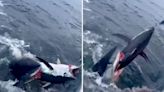 Watch a Mako Shark Chomp a Hooked Tuna in Half