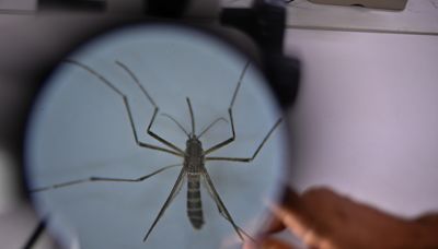 Hondura suma 38 muertes por dengue y más de 18.000 casos sospechosos en lo que va de 2024