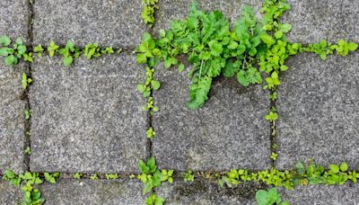 The £2.49 buy that'll kill weeds in your gravel path or driveway for good