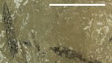 Seed ferns experimented with complex leaf vein networks 201 million years ago, paleontologists find