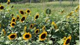 Shreveport Green waves goodbye to summer with last sunflower locations