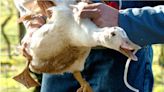 墨西哥出現全球首宗人類「H5N2禽流感」死亡個案 感染源頭不明