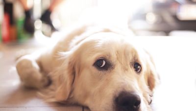 Golden retriever sings "sorrows away" through pet cam after left home alone