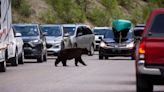 Beyond Local: How to stay safe in Jasper with all the wild animals around