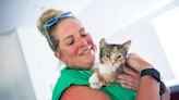 Extremely rare male calico kitten gets adopted from Loveland cat shelter