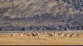 Oregon’s vast, remote Greater Hart-Sheldon home to array of wildlife