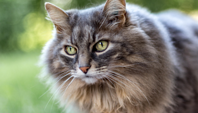 Maine Coon Cat's Brilliant Magician Skills Are Totally Awe-Inspiring