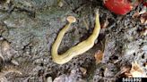 Sightings of invasive, toxic hammerhead flatworm increasing in Ontario