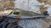 Wildlife officials continue to track for fish species illegally introduced at Utah reservoir